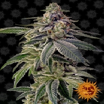 Shiskaberry (Barneys Farm Seeds) Cannabis Seeds