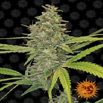 G13 Haze Feminised (Barneys Farm Seeds) Cannabis Seeds