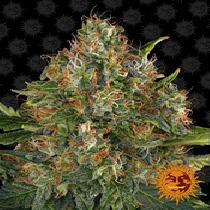 G13 Haze (Barneys Farm Seeds) Cannabis Seeds