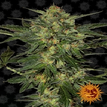 L.S.D (Barneys Farm Seeds) Cannabis Seeds