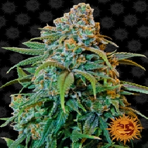 Liberty Haze (Barneys Farm Seeds) Cannabis Seeds