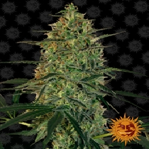 Malana Bomb Auto (Barneys Farm Seeds) Cannabis Seeds
