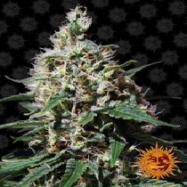 Peppermint Kush (Barneys Farm Seeds) Cannabis Seeds