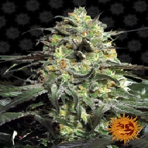 Peyote Cookies (Barneys Farm Seeds) Cannabis Seeds