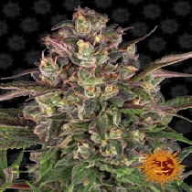 Peyote Critical (Barneys Farm Seeds) Cannabis Seeds