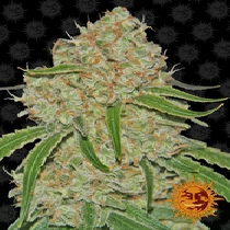 Phantom OG (Barneys Farm Seeds) Cannabis Seeds