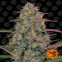 Pineapple Chunk (Barneys Farm Seeds) Cannabis Seeds