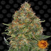 Pineapple Express Auto (Barneys Farm Seeds) Cannabis Seeds