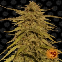 Pineapple Haze regular (Barneys Farm Seeds) Cannabis Seeds