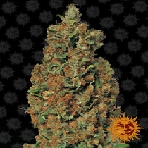 Red Diesel (Barneys Farm Seeds) Cannabis Seeds