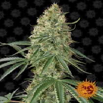 Sin Tra Bajo Auto (Barneys Farm Seeds) Cannabis Seeds
