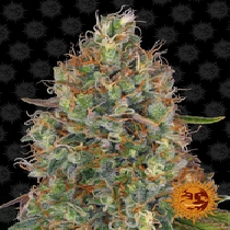 Sweet Tooth Auto (Barneys Farm Seeds) Cannabis Seeds
