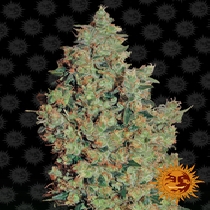Tangerine Dream (Barneys Farm Seeds) Cannabis Seeds