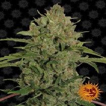 Triple Cheese (Barneys Farm Seeds) Cannabis Seeds