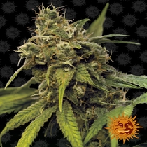Utopia Haze (Barneys Farm Seeds) Cannabis Seeds