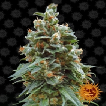 Vanilla Kush (Barneys Farm Seeds) Cannabis Seeds