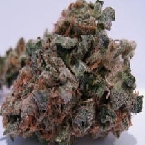 707 Headband (BC Bud Depot) Cannabis Seeds