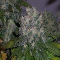 Albino Rhino (BC Bud Depot) Cannabis Seeds