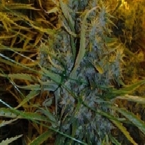Amnesia Haze (BC Bud Depot) Cannabis Seeds