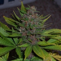 BC Blueberry (BC Bud Depot Seeds) Cannabis Seeds