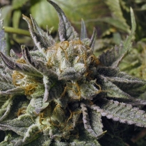 BC God Bud Feminised (BC Bud Depot Seeds) Cannabis Seeds