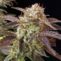 BC Kush (BC Bud Depot Seeds) Cannabis Seeds