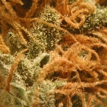 BC Monterey Jack (BC Bud Depot Seeds) Cannabis Seeds