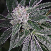 BC Rockstar (BC Bud Depot Seeds) Cannabis Seeds