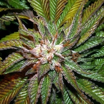 BC Shiatsu Kush (BC Bud Depot Seeds) Cannabis Seeds
