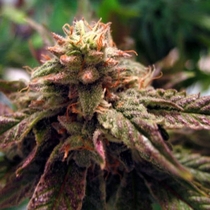BC Sweet God (BC Bud Depot Seeds) Cannabis Seeds