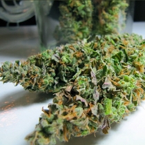 BC Sweet Island Skunk (BC Bud Depot Seeds) Cannabis Seeds