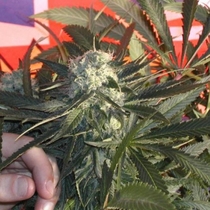 BC Sweet Tooth (BC Bud Depot Seeds) Cannabis Seeds