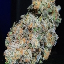 Blue Dream (BC Bud Depot) Cannabis Seeds