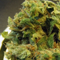 Burmese (BC Bud Depot Seeds) Cannabis Seeds