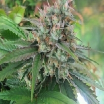 CBD God (BC Bud Depot Seeds) Cannabis Seeds