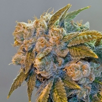 Chem Fire (BC Bud Depot Seeds) Cannabis Seeds