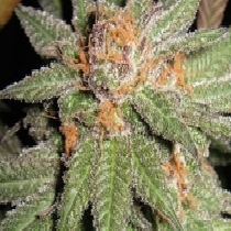 Dynamite OG (BC Bud Depot) Cannabis Seeds