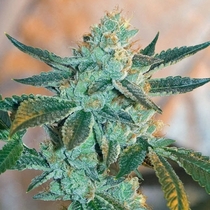 Fire OG BX3 (BC Bud Depot Seeds) Cannabis Seeds