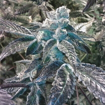 Girl Scout Cookies (BC Bud Depot Seeds) Cannabis Seeds
