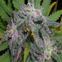 God's Gift (BC Bud Depot) Cannabis Seeds