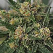 Harlequin Bx4 (BC Bud Depot Seeds) Cannabis Seeds