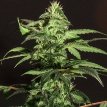 Jack Herer (BC Bud Depot Seeds) Cannabis Seeds