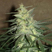 Mango (BC Bud Depot Seeds) Cannabis Seeds