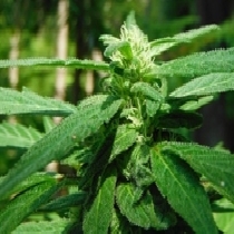 Mighty Mite (BC Bud Depot) Cannabis Seeds