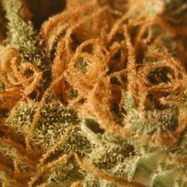 Monterey Jack (BC Bud Depot Seeds) Cannabis Seeds