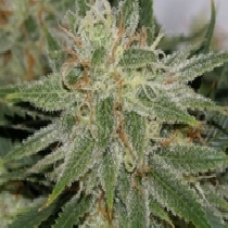 Pamplemousse (BC Bud Depot) Cannabis Seeds