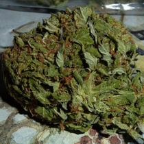 Pinewarp (BC Bud Depot Seeds) Cannabis Seeds