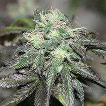 Purple Buddha (BC Bud Depot Seeds) Cannabis Seeds