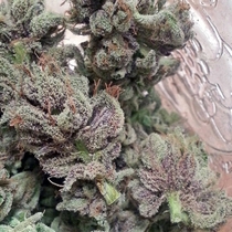 SoCal Masterkush (BC Bud Depot Seeds) Cannabis Seeds