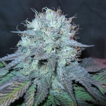 The Big (BC Bud Depot Seeds) Cannabis Seeds